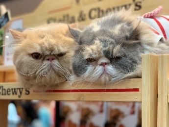 2019 Singapore Cat Festival